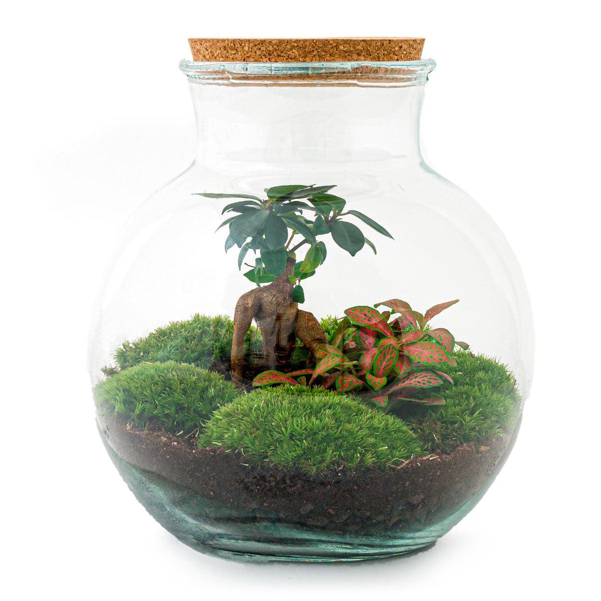 Terrarium - Botanic Breda - 26,5 cm