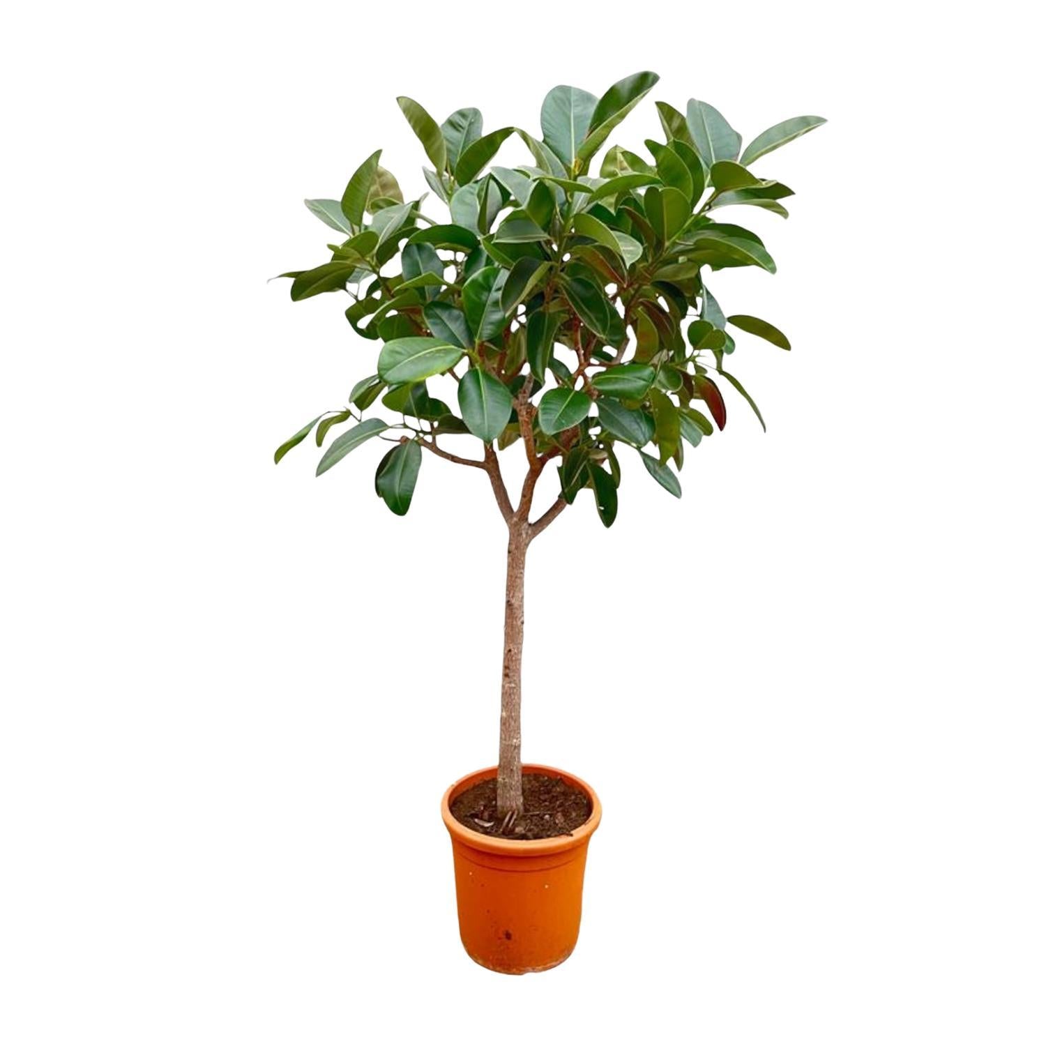 Ficus Elastica  Robusta op stam - 210 cm - ø40 cm