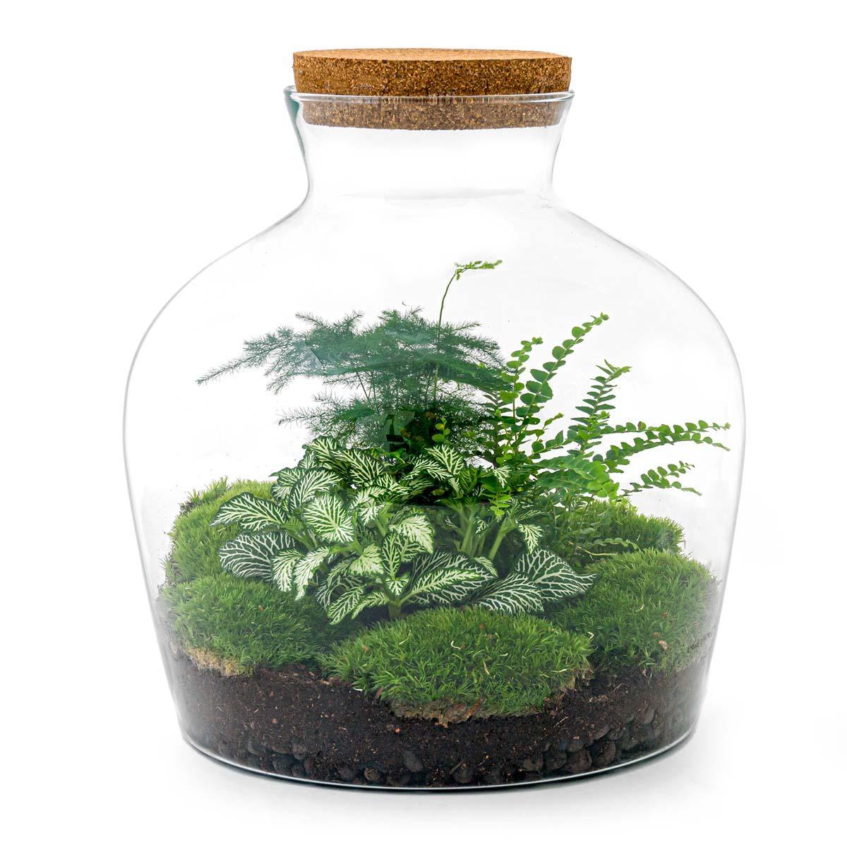 Terrarium - Botanic Beijing - 30 cm