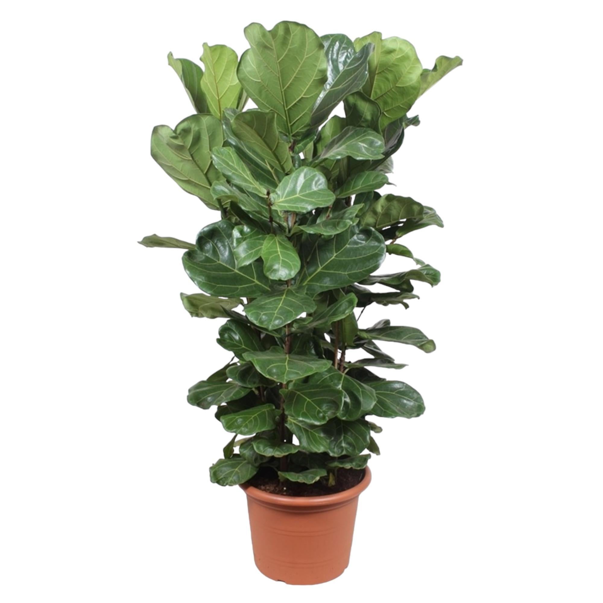 Ficus Lyrata struik XL - 180 cm - ø45 cm