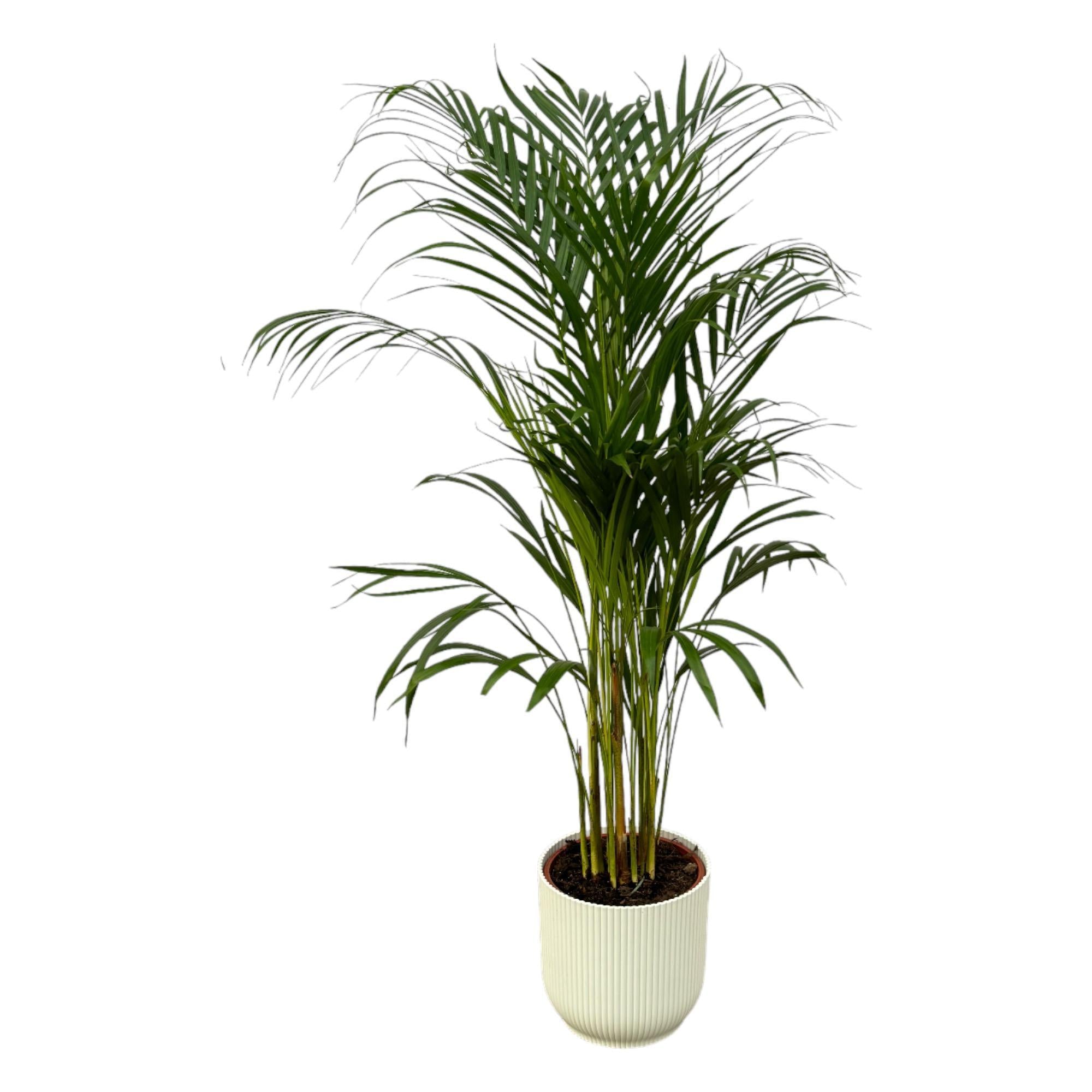 Botanic match: Areca palm & elho Vibes Fold Round - 110 cm - Ø21 cm