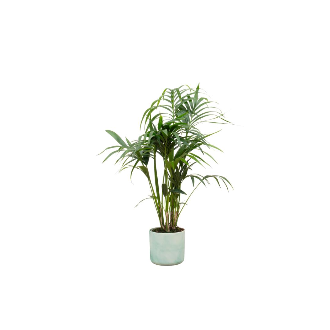 Botanic match: Kentia Palm & elho Ocean Round - 130 cm - Ø22 cm