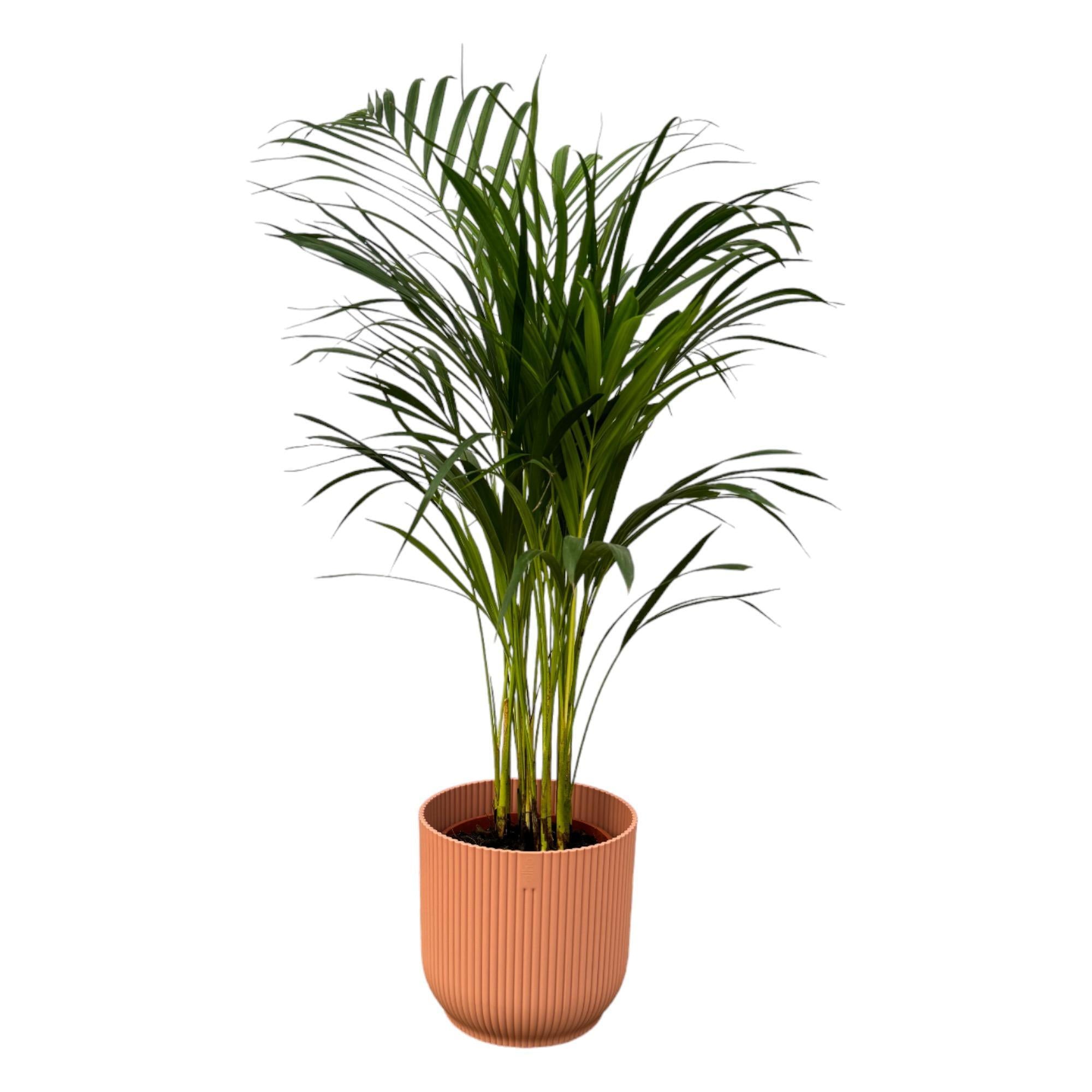 Botanic match: Areca palm & elho Vibes Fold Round - 85 cm - Ø19 cm