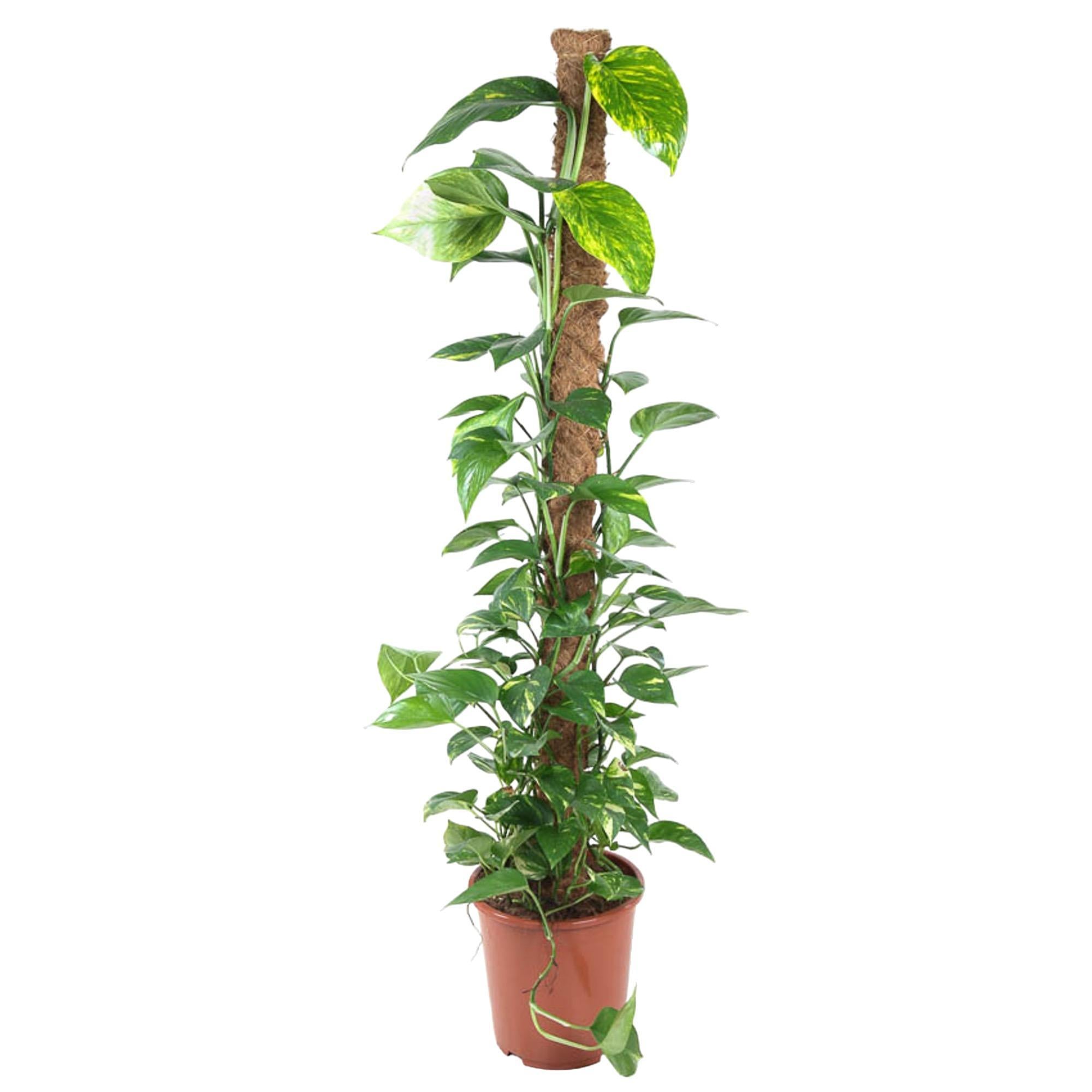 Epipremnum Pinnatum Mosstok - 150 cm - ø27 cm