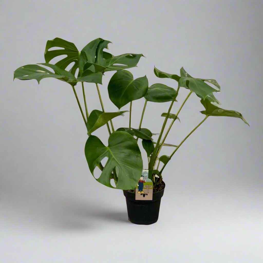 Monstera Deliciosa - 75 cm - 21 cm