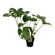 Monstera Deliciosa | ↕75 cm | Ø21 cm