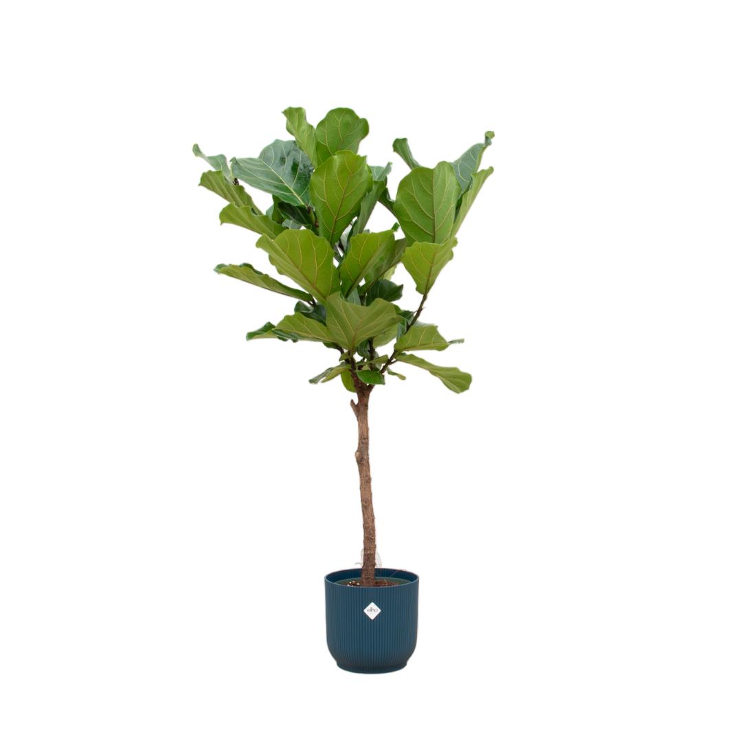 Botanic match: Ficus Lyrata stam & elho Vibes Fold Round - 170 cm - Ø30 cm