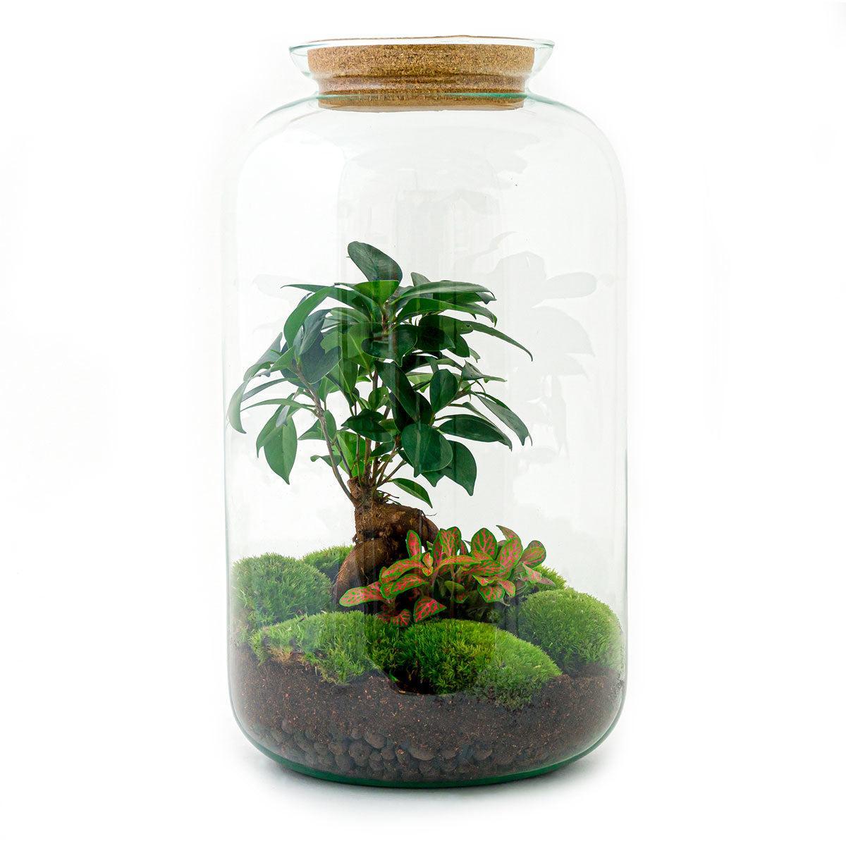 Terrarium - Botanic Banjul - 43 cm