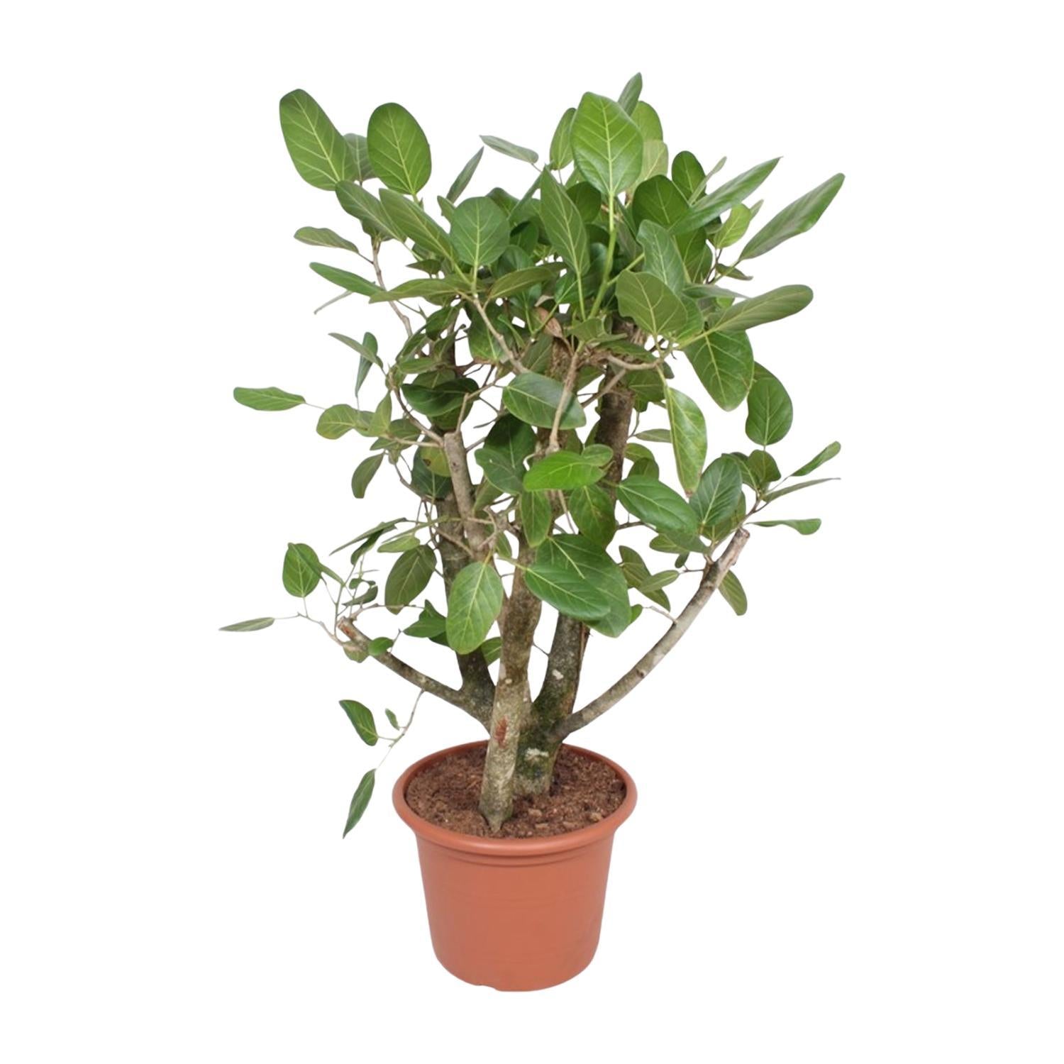 Ficus Benghalensis vertakt - 140 cm - ø40 cm