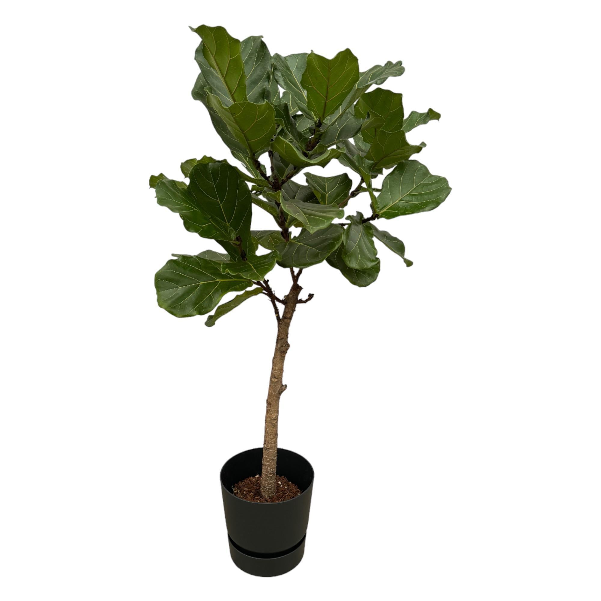 Botanic match: Ficus Lyrata stam & elho Greenville Round - 160 cm - Ø30 cm