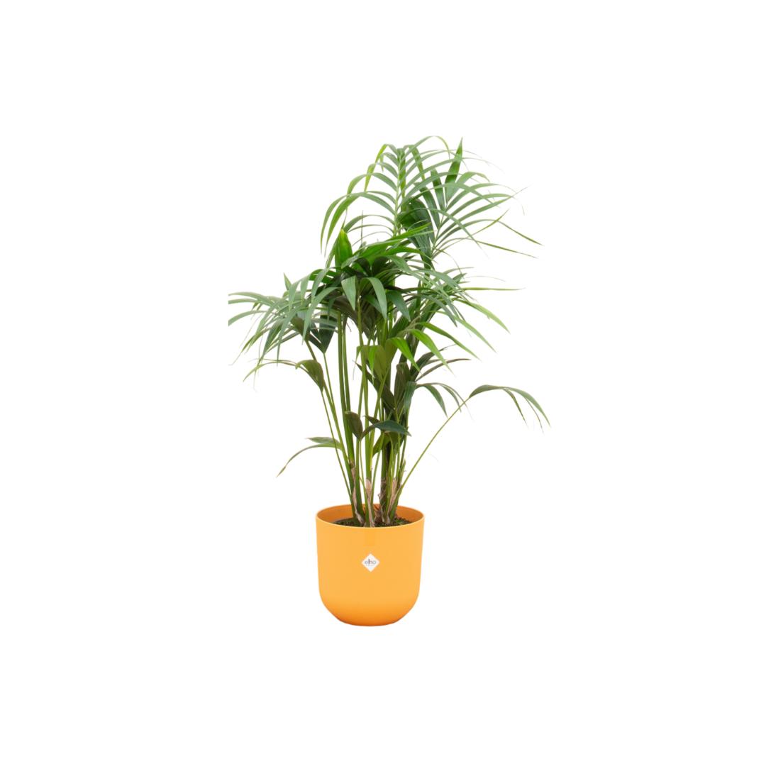 Botanic match: Kentia Palm & elho Jazz Round - 130 cm - Ø26 cm