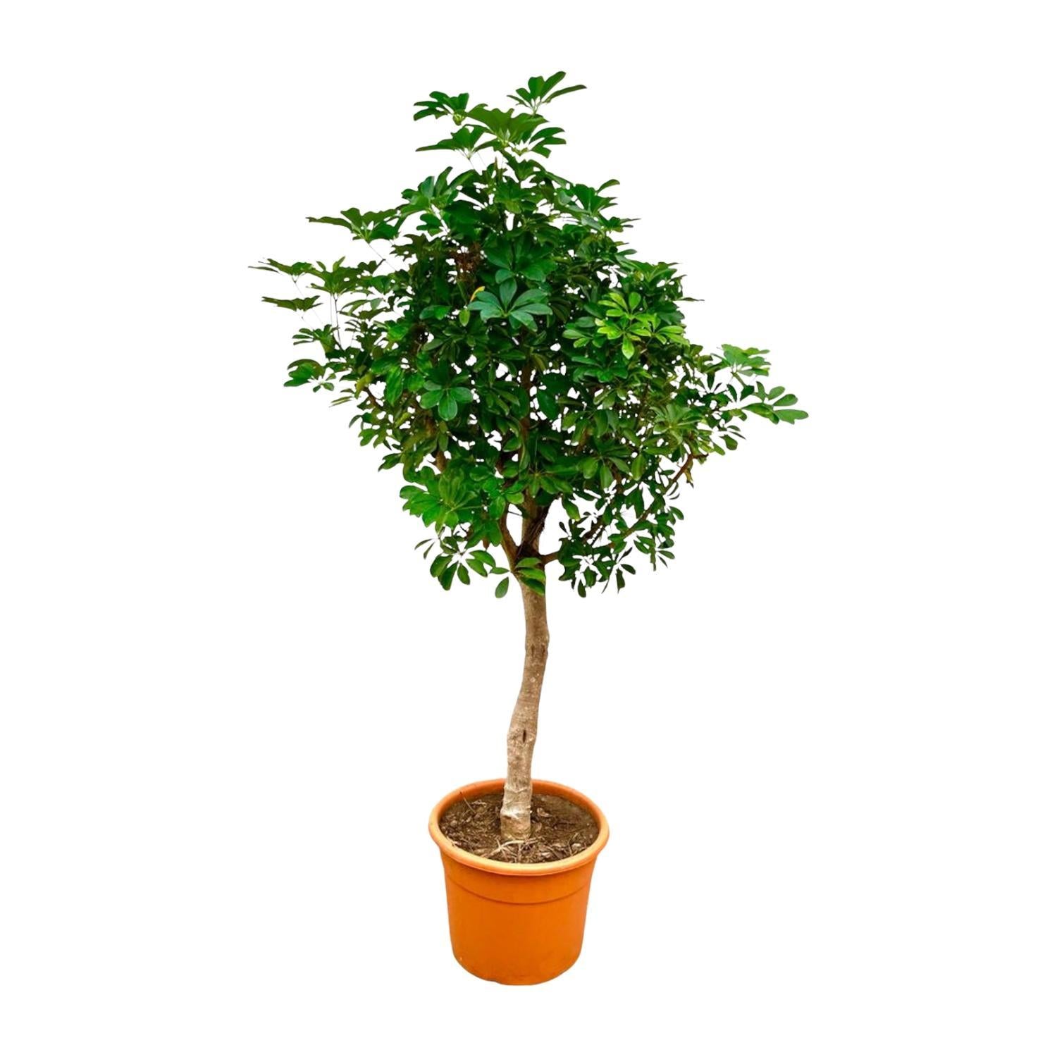 Schefflera op stam - 225 cm - ø45 cm