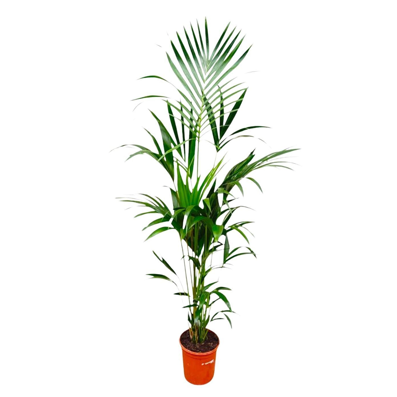 Howea Forsteriana | ↕180 cm - Ø24 cm