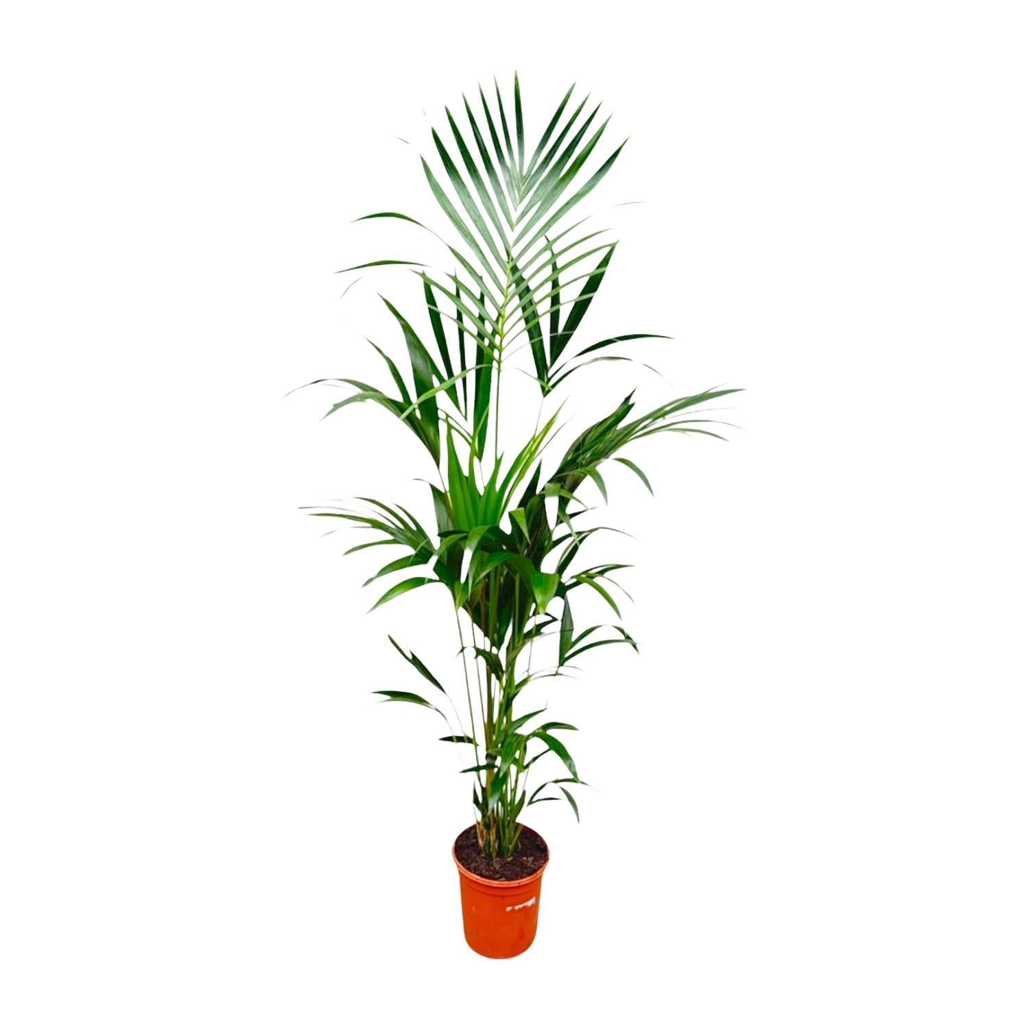 Kentia Palm - 180 cm - ⌀24 cm