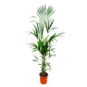 Howea Forsteriana | ↕180 cm - Ø24 cm