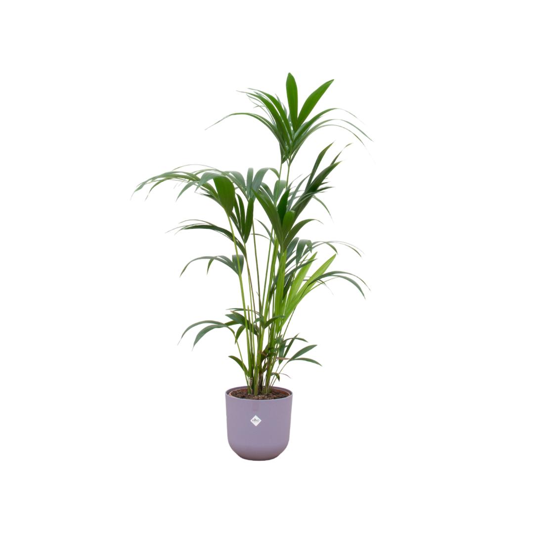 Botanic match: Kentia Palm & elho Jazz Round - 160 cm - Ø26 cm