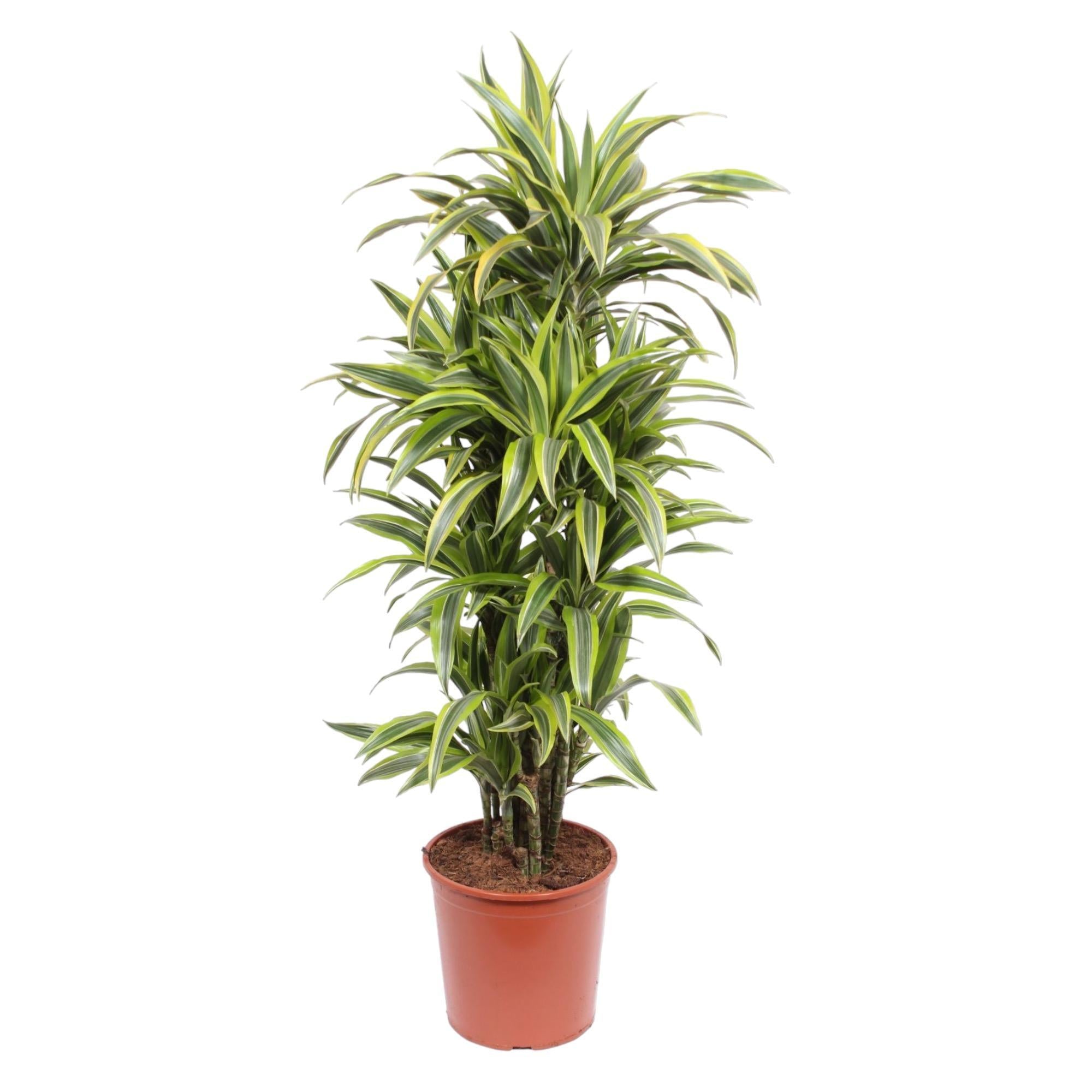 Dracaena Lemon Lime - 150 cm - ø30 cm