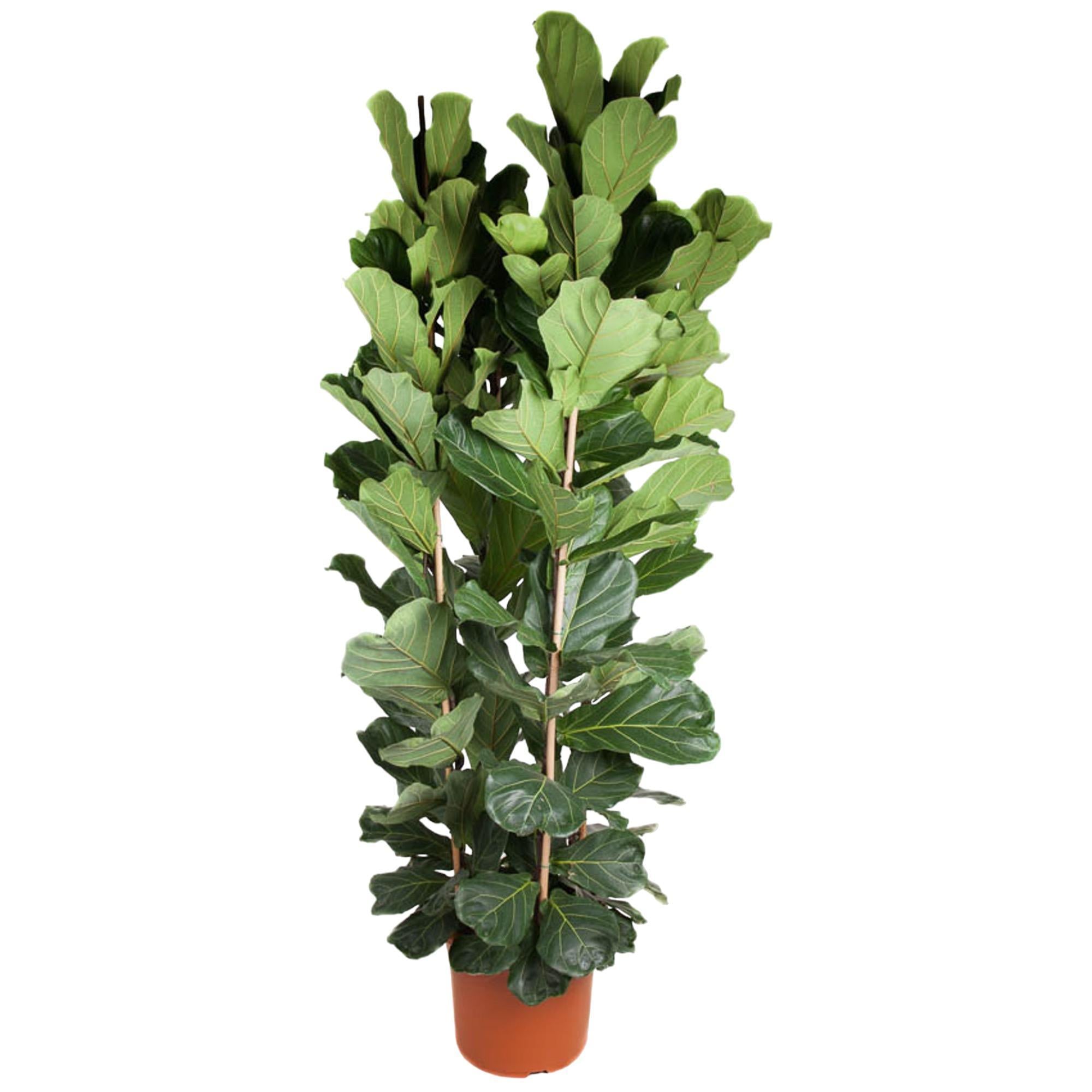 Ficus Lyrata struik - 250 cm - ø48 cm