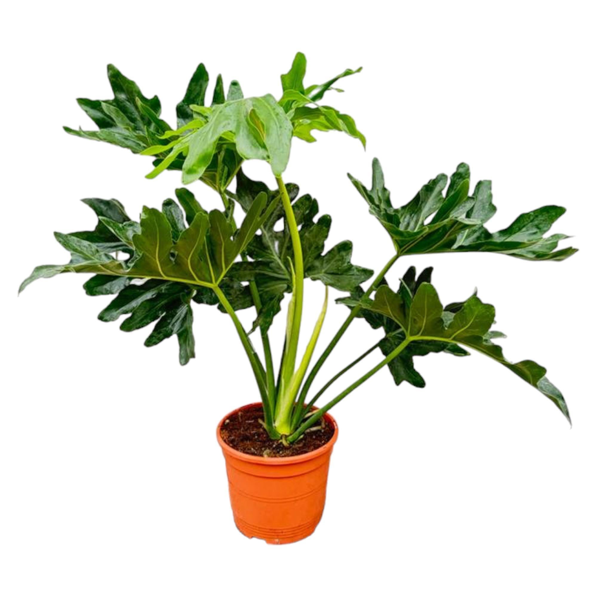 Philodendron Selloum - 80 cm - Ø22 cm