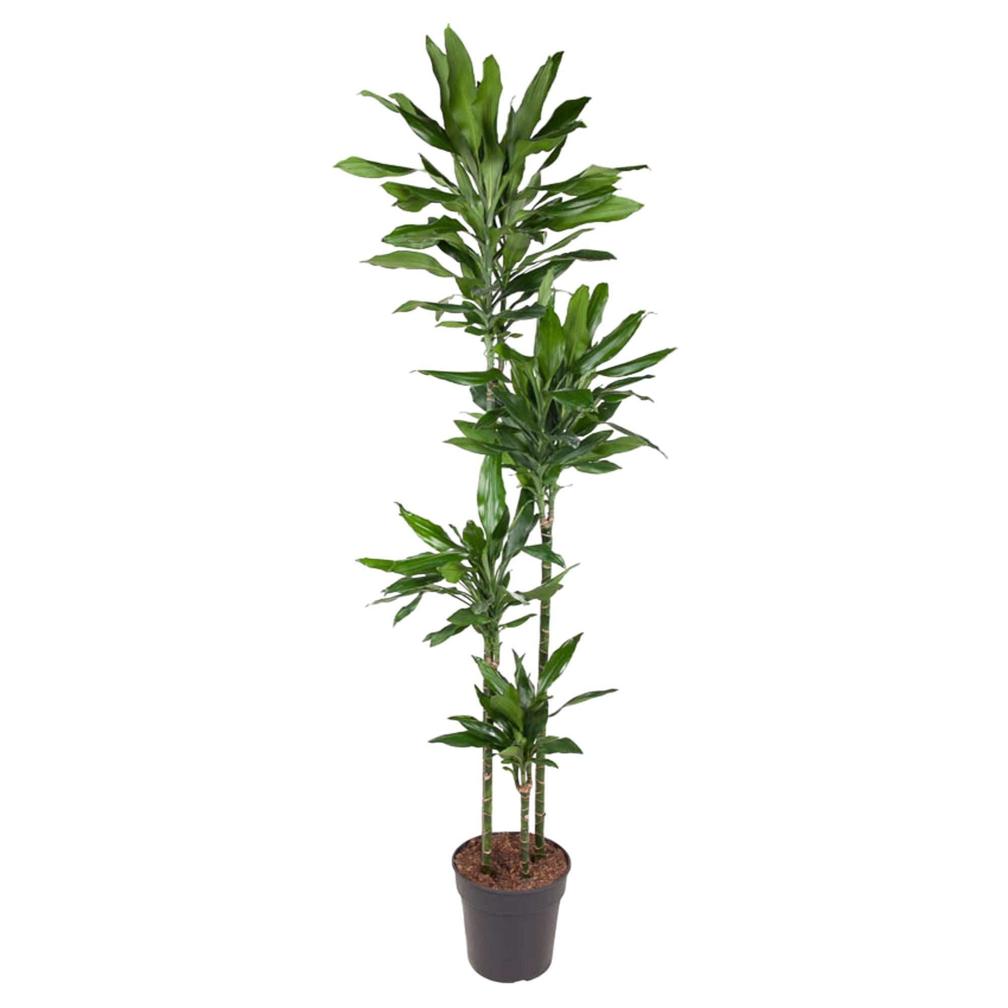 Dracaena Janet Lind - 180 cm - ø27 cm