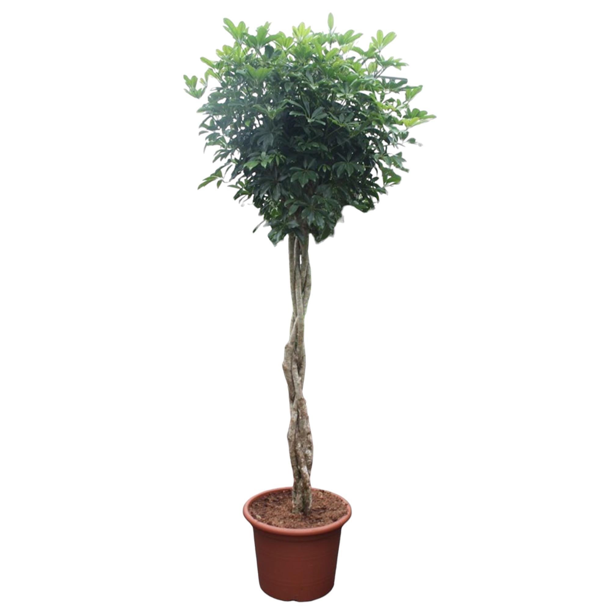 Schefflera Arboricola Compacta gevlochten stam - 250 cm - ø55 cm