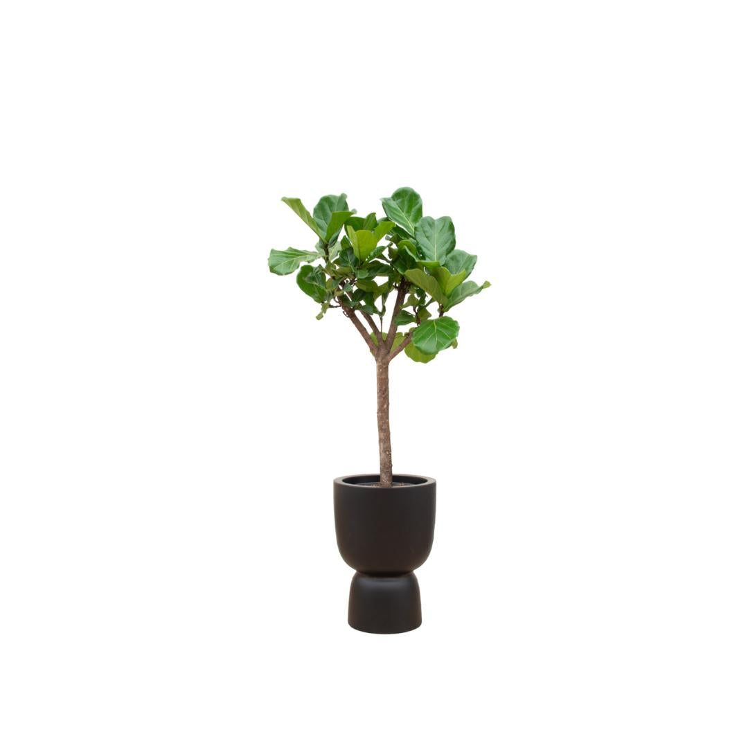 Botanic match: Ficus Lyrata boom & elho Pure Coupe - 210 cm - Ø41 cm