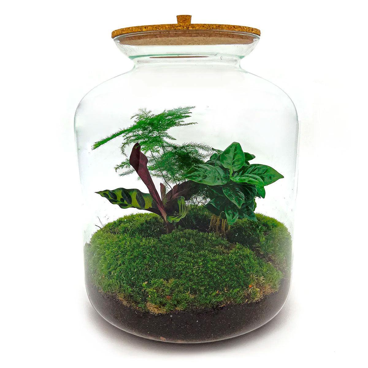 Terrarium - Botanic Basel - 33 cm