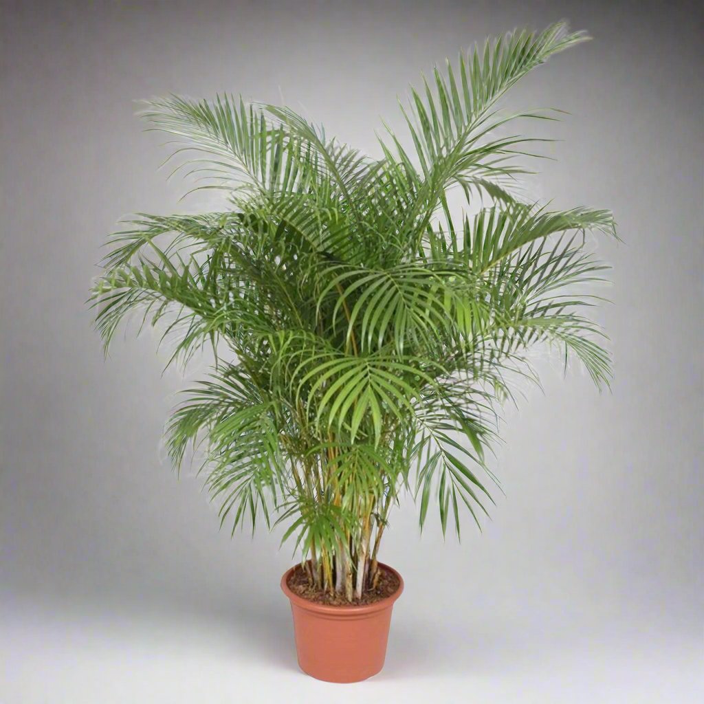 Areca Palm (Dypsis Lutescens) - 200 cm - ø40 cm