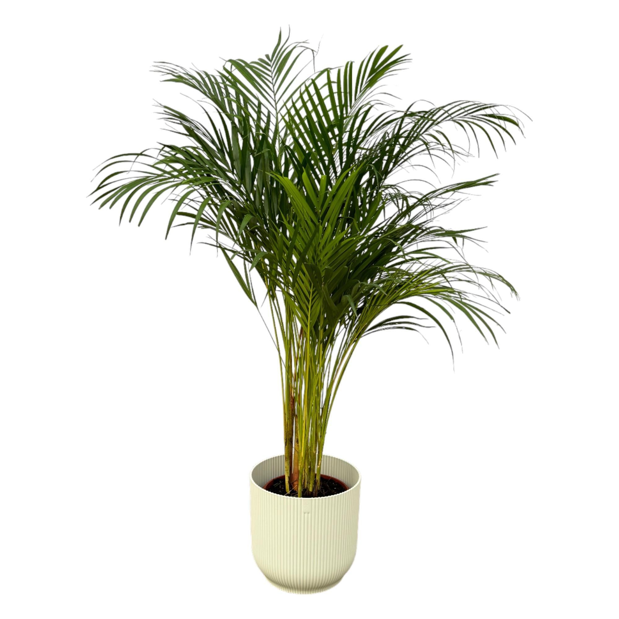 Botanic match: Areca palm & elho Vibes Fold Round - 130 cm - Ø24 cm