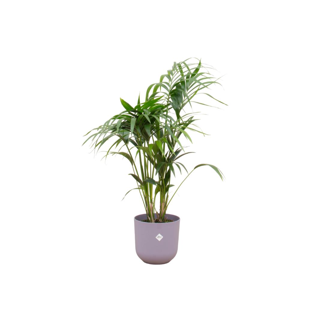 Botanic match: Kentia Palm & elho Jazz Round - 130 cm - Ø26 cm