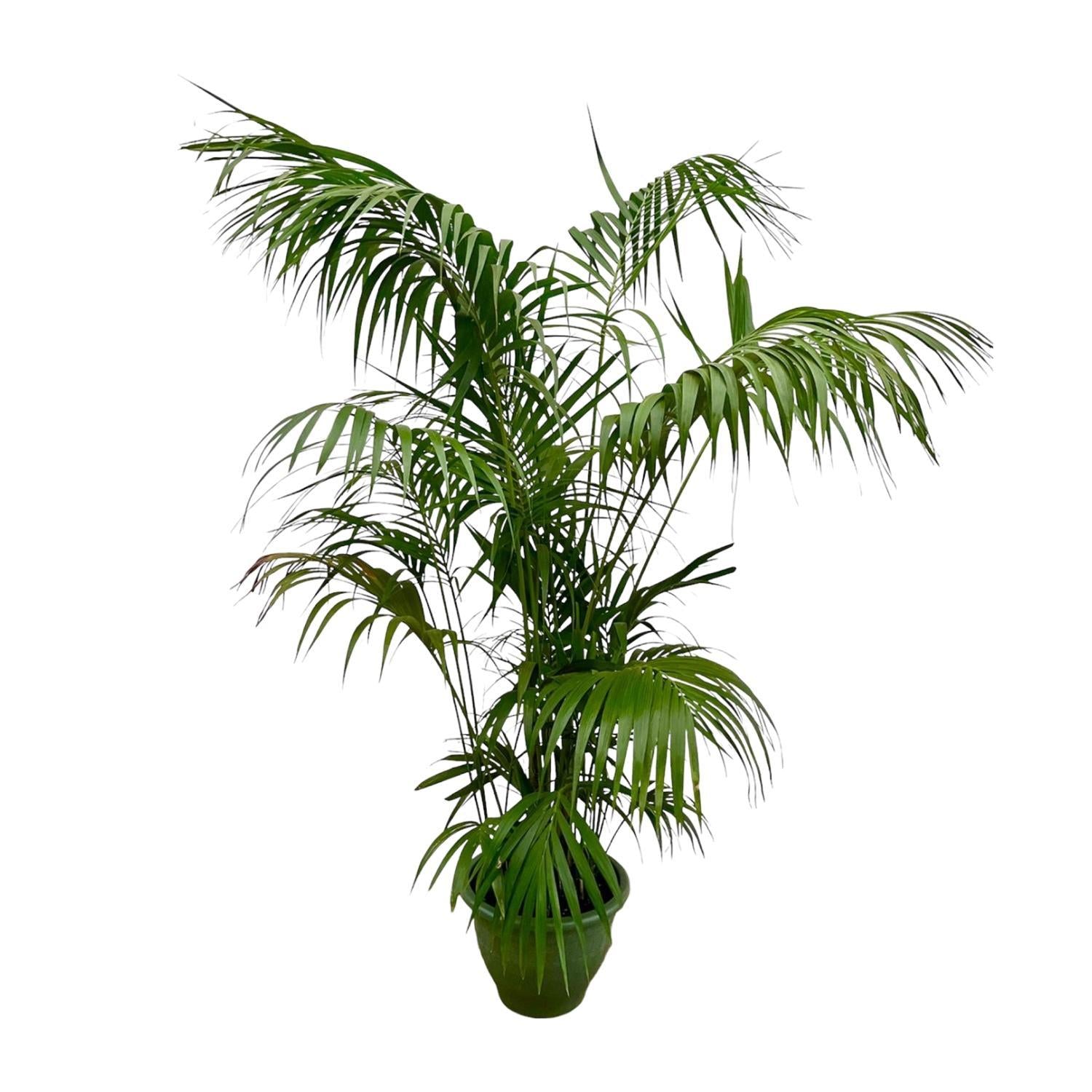 Kentia Palm XXL - 260 cm - ø35 cm