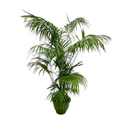 Howea Forsteriana XXL | ↕260 cm - ø35 cm