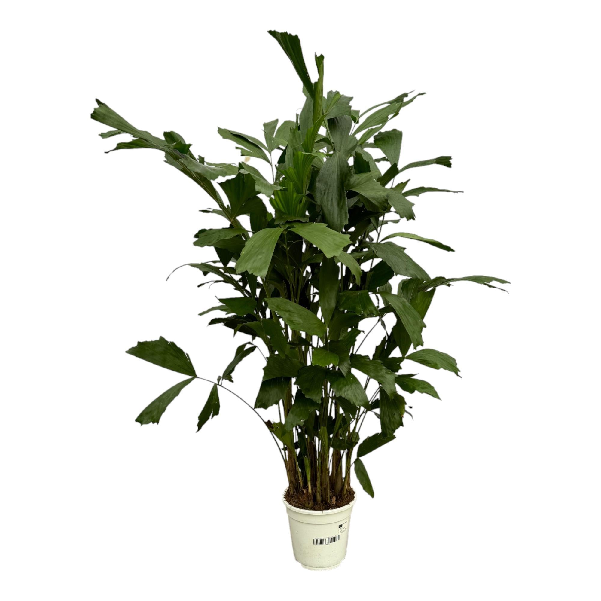 Caryota Mitis - 120 cm - Ø19 cm