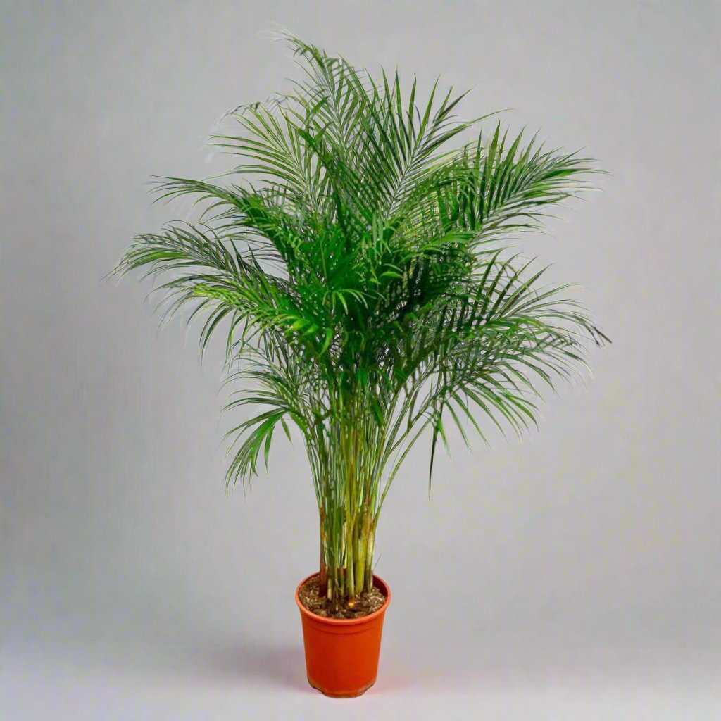 Areca Palm (Dypsis Lutescens) - 180 cm - ø24 cm