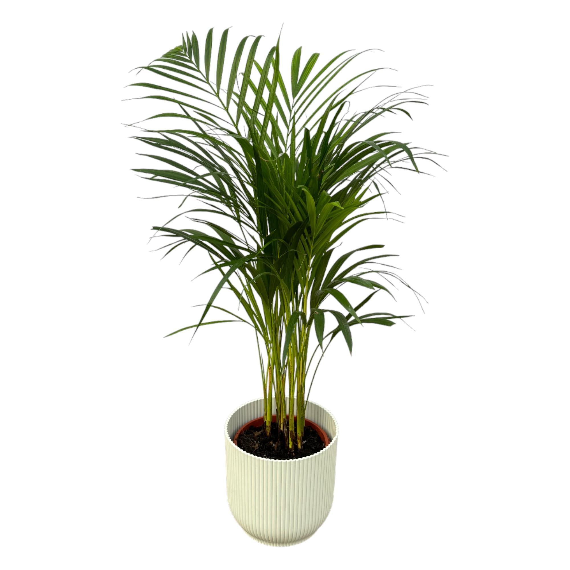 Botanic match: Areca palm & elho Vibes Fold Round - 85 cm - Ø19 cm