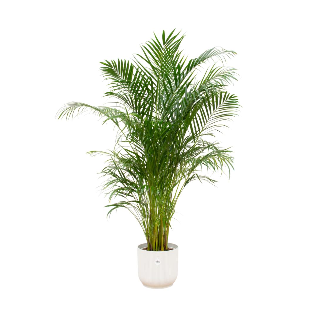 Botanic match: Areca palm & elho Vibes Fold Round - 180 cm - Ø30 cm