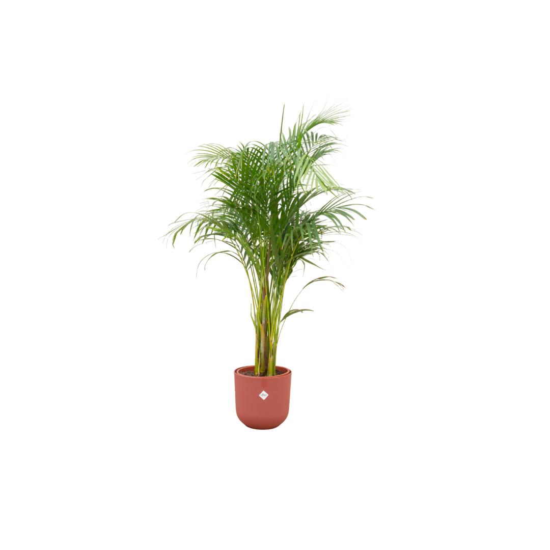 Botanic match: Areca palm & elho Jazz Round - 140 cm - Ø26 cm