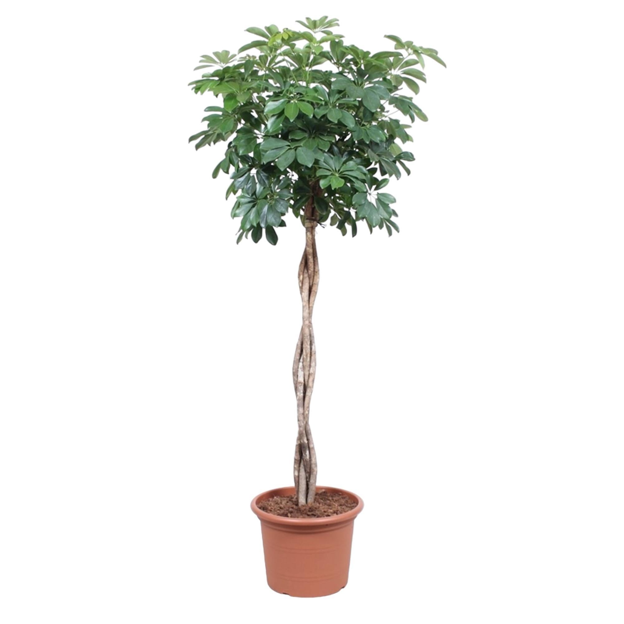 Schefflera Arboricola Compacta gevlochten stam - 190 cm - ø40 cm