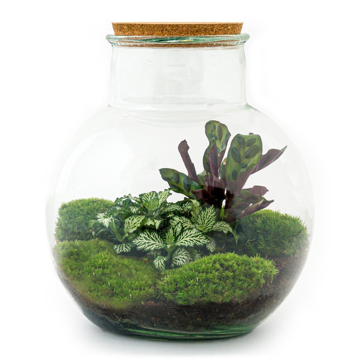 Terrarium - Botanic Bergamo - 26,5 cm