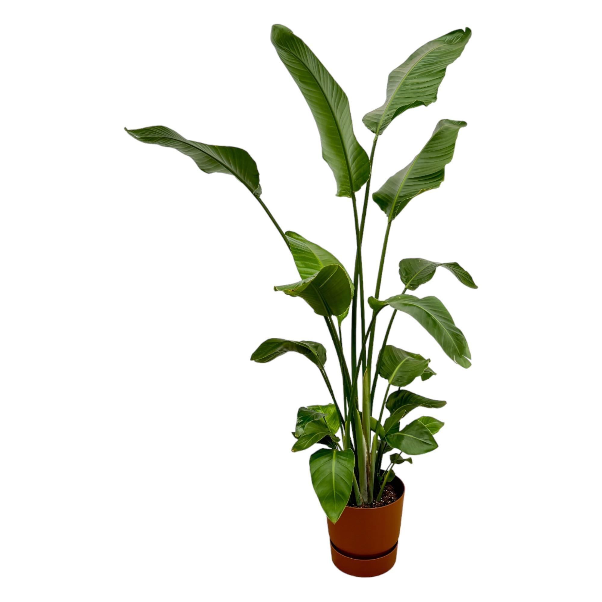 Botanic match: Strelitzia Nicolai & elho Greenville Round - 180 cm - Ø30 cm