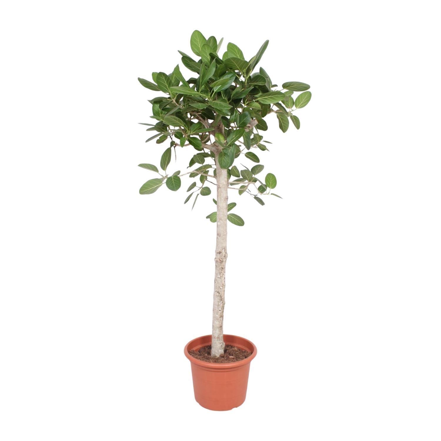 Ficus Benghalensis boom - 180 cm - ø40 cm