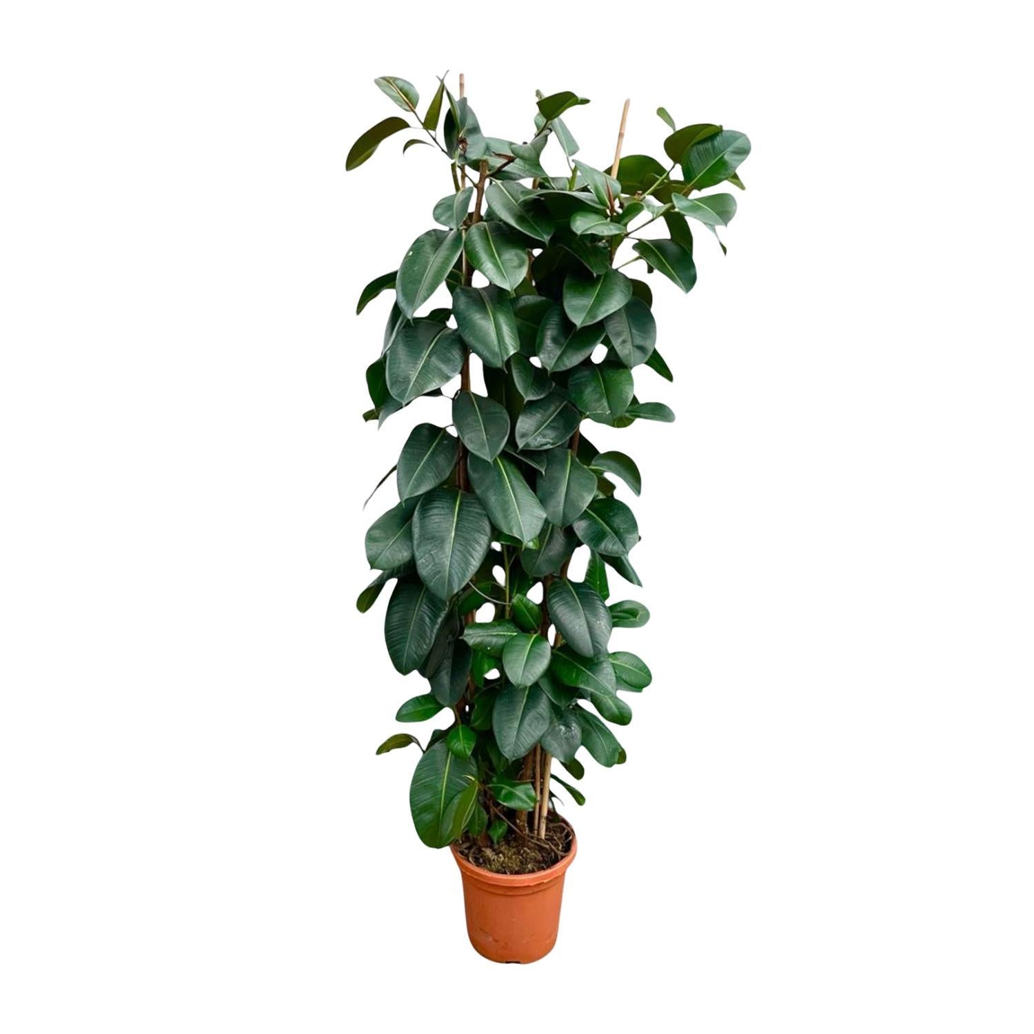 Ficus Elastica Robusta struik - 225 cm - ø40 cm