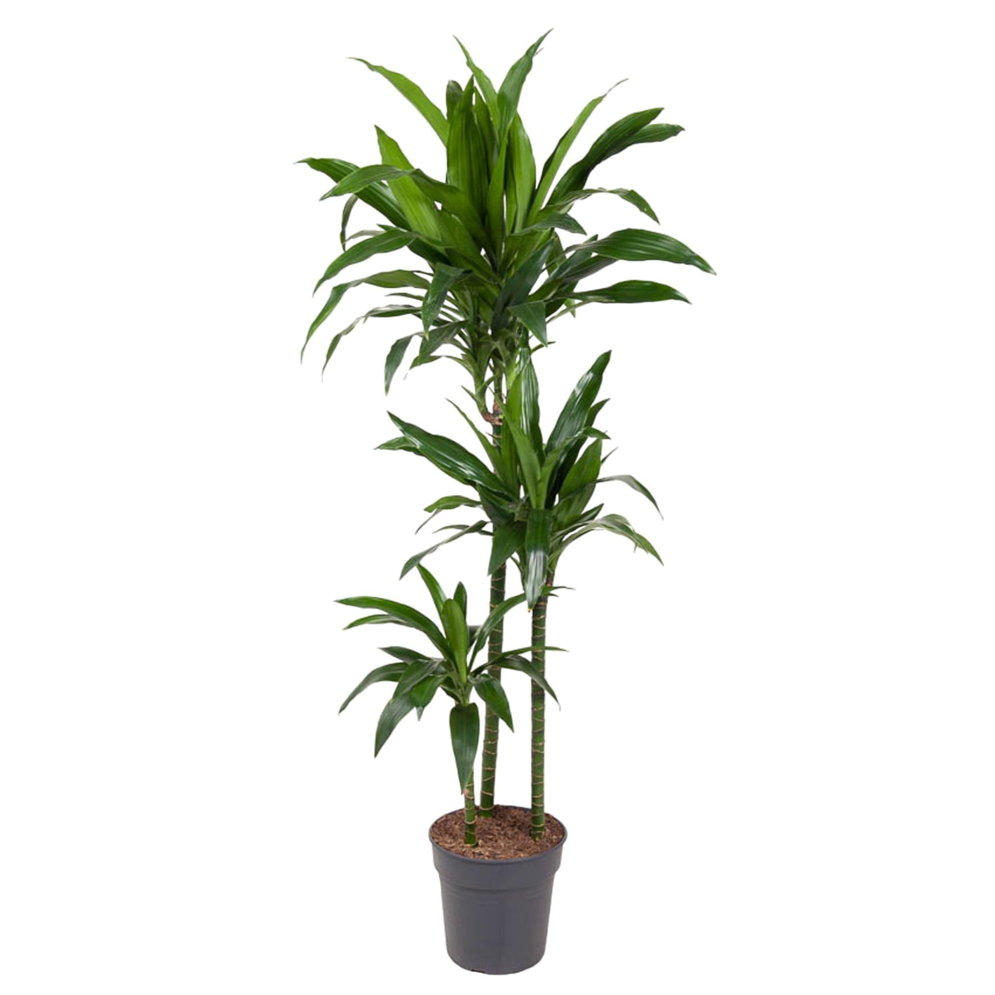 Dracaena Janet Craig - 150 cm - ø24 cm