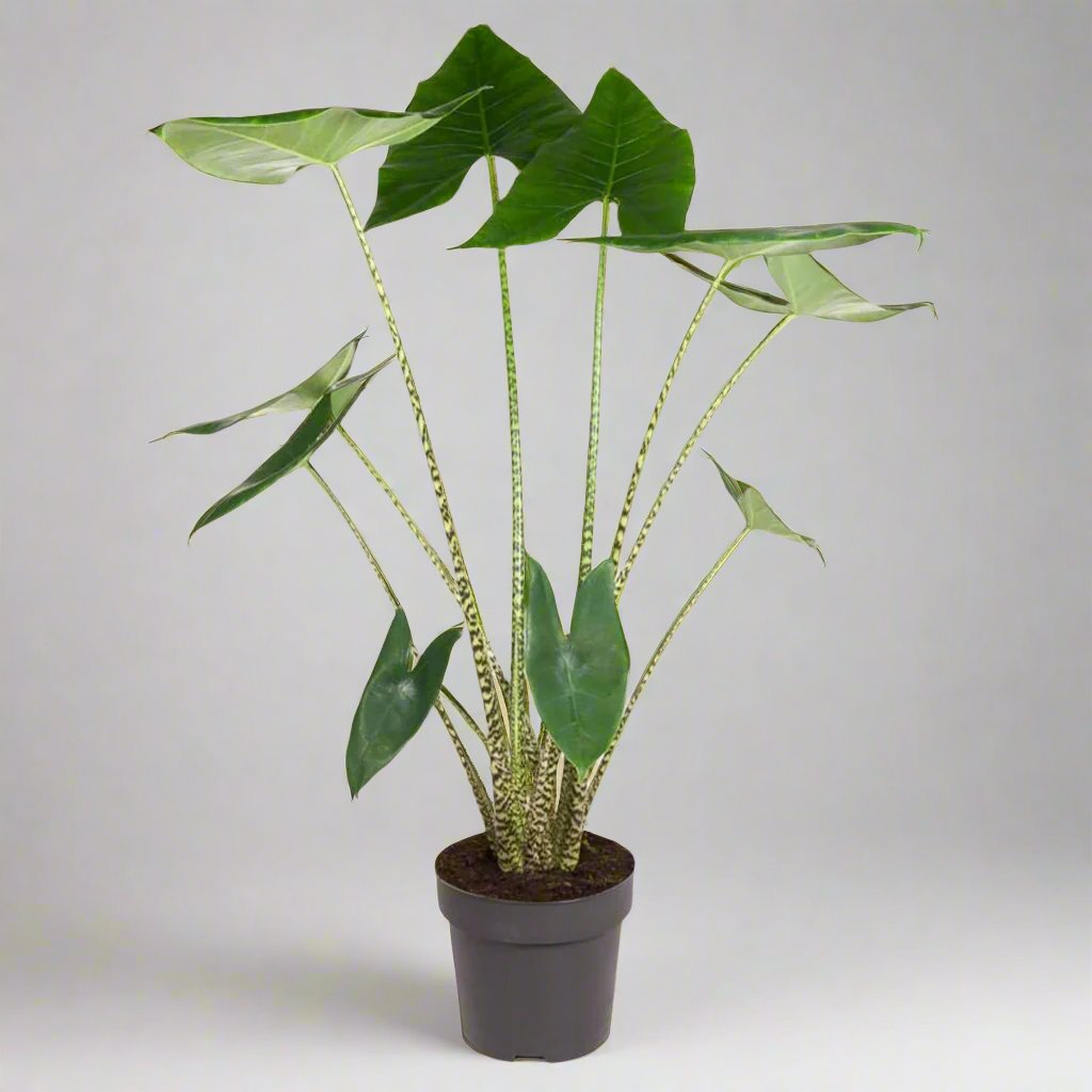 Alocasia Zebrina - 130 cm - ø32 cm