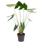 Alocasia Zebrina | ↑130 cm | Ø32 cm