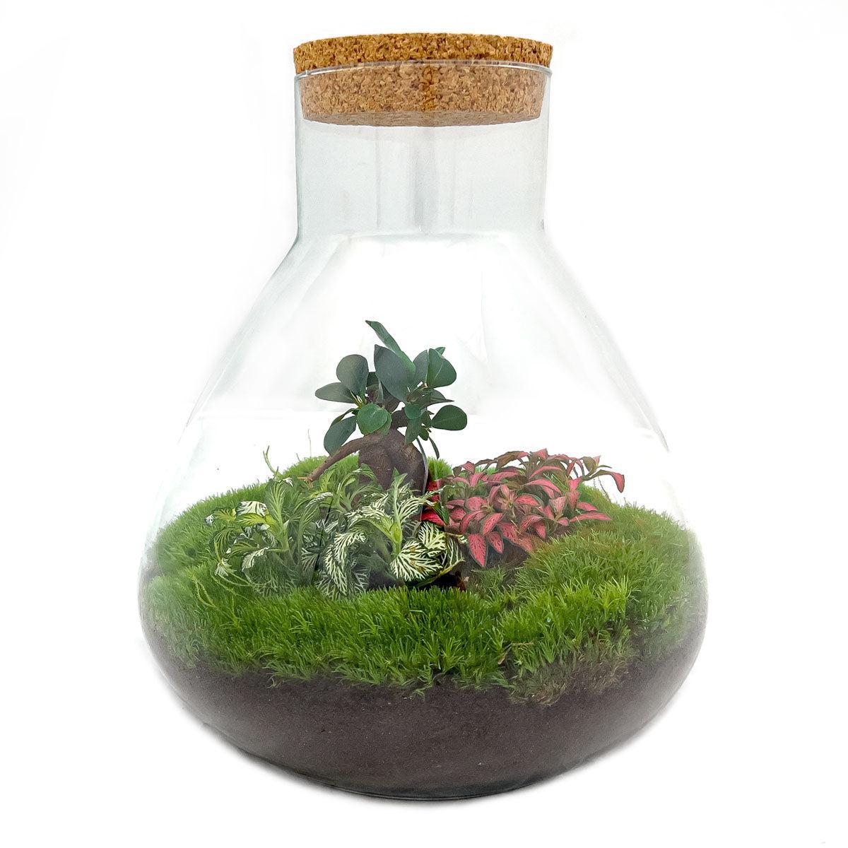 Terrarium - Botanic Bratislava - 35 cm