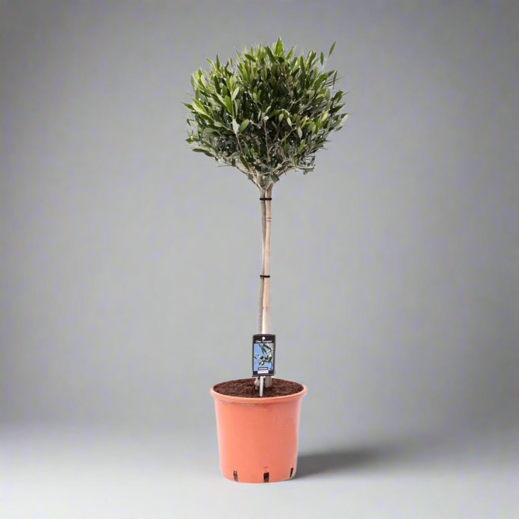 Olea Olijfboom - 100 cm - Ø22 cm