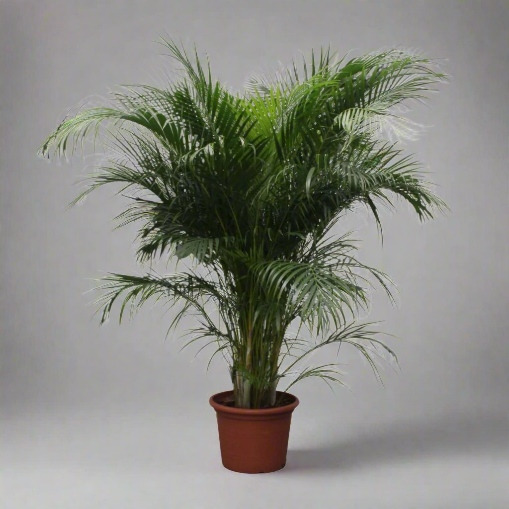 Areca Palm (Dypsis Lutescens) - 230 cm - ø40 cm