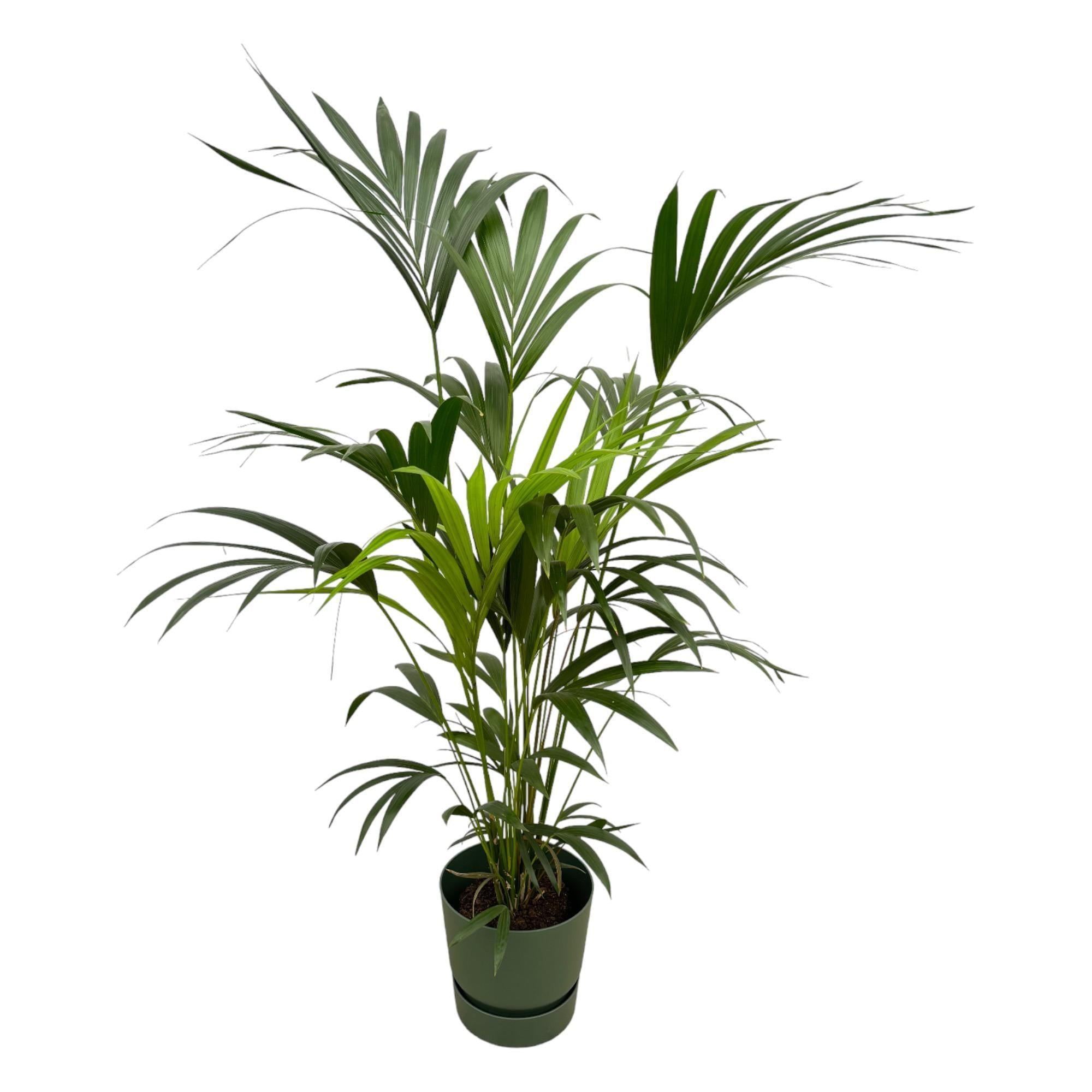 Botanic match: Kentia Palm & elho Greenville Round - 160 cm - Ø30 cm