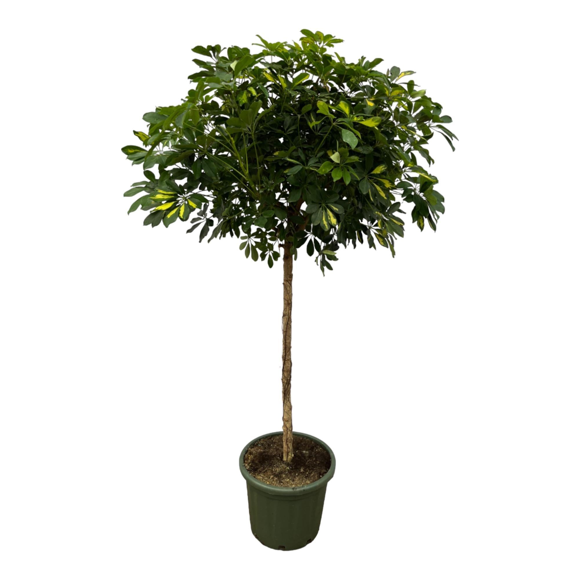 Schefflera Gold Capella stam - 180 cm - Ø45 cm